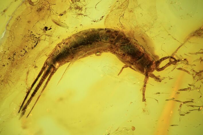 Detailed Fossil Bristletail (Archaeognatha) In Baltic Amber #105440